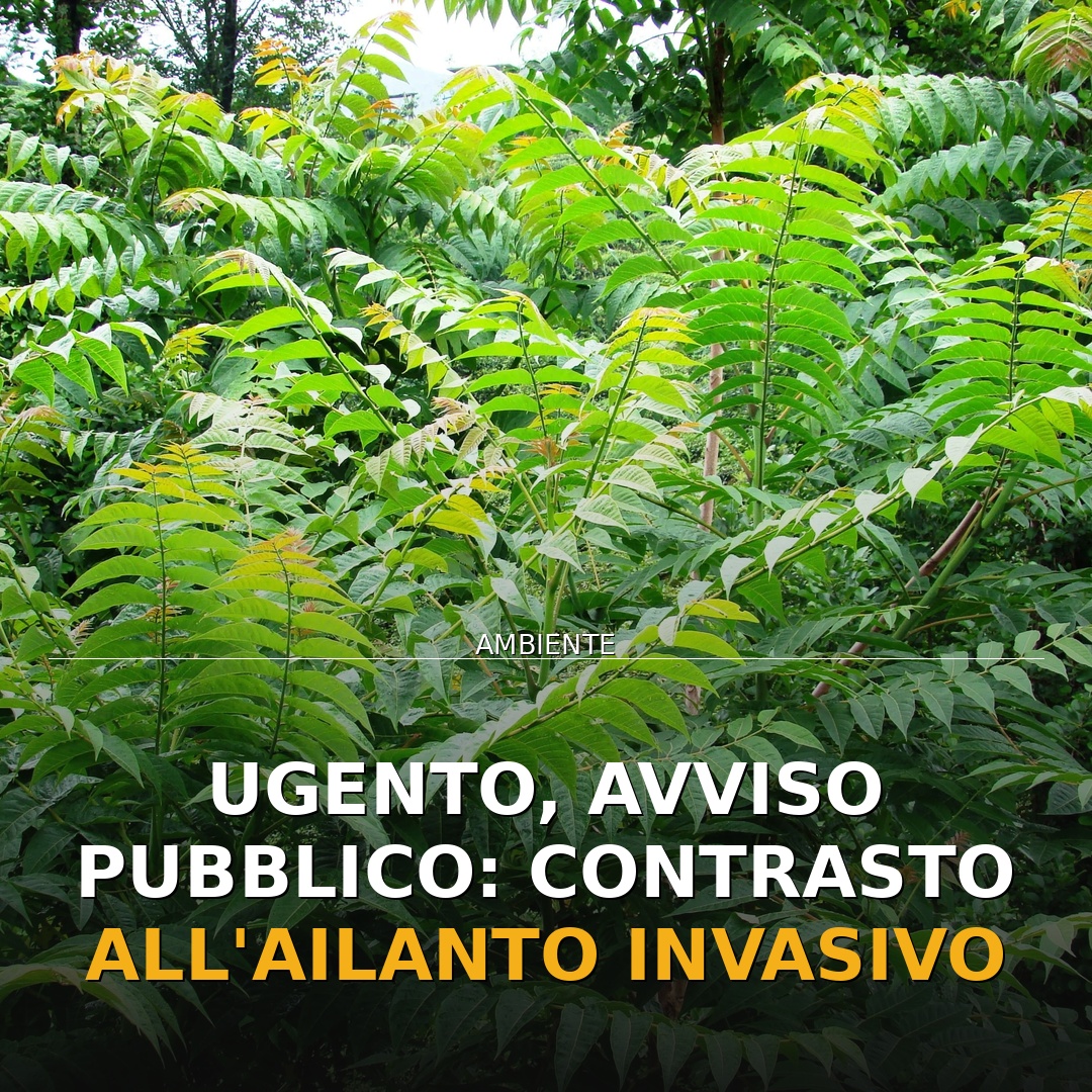 Ugento, avviso pubblico: contrasto all’Ailanto invasivo