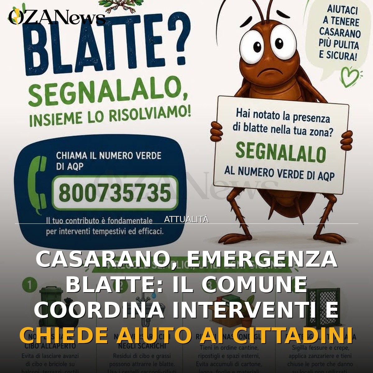 Casarano, emergenza blatte: il Comune coordina interventi e chiede aiuto ai cittadini