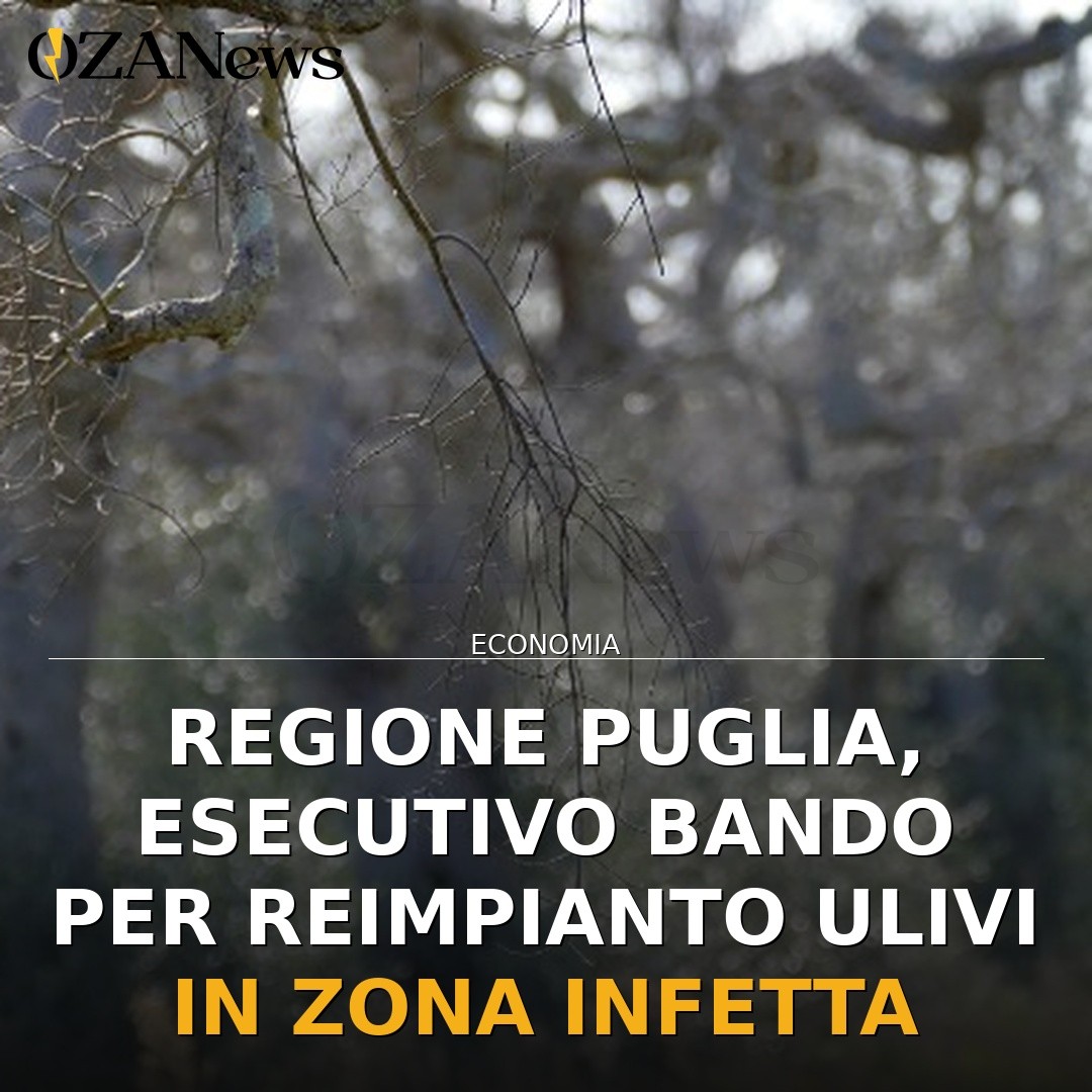Regione Puglia, esecutivo bando per reimpianto ulivi in zona infetta