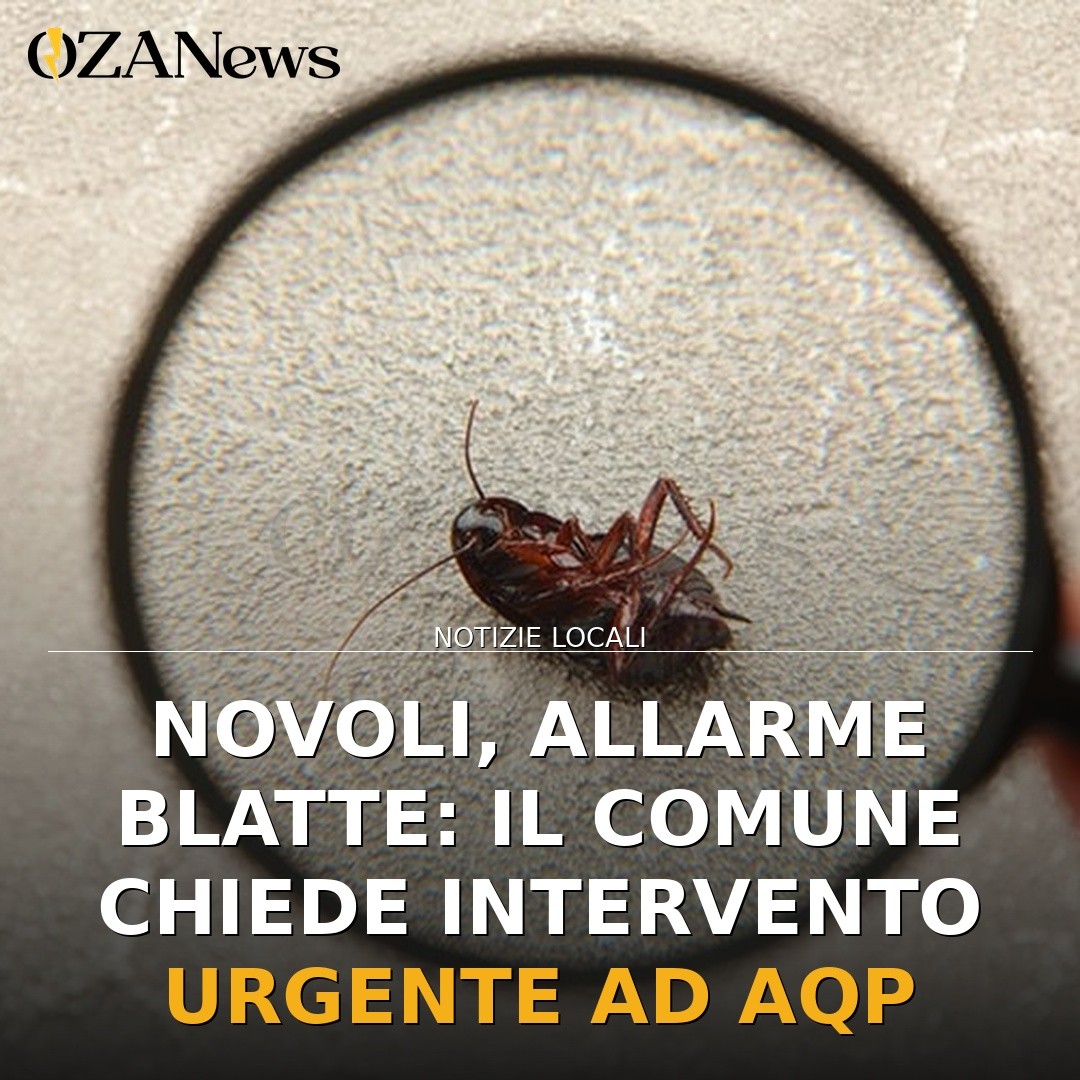 Novoli, allarme blatte: il Comune chiede intervento urgente ad AQP