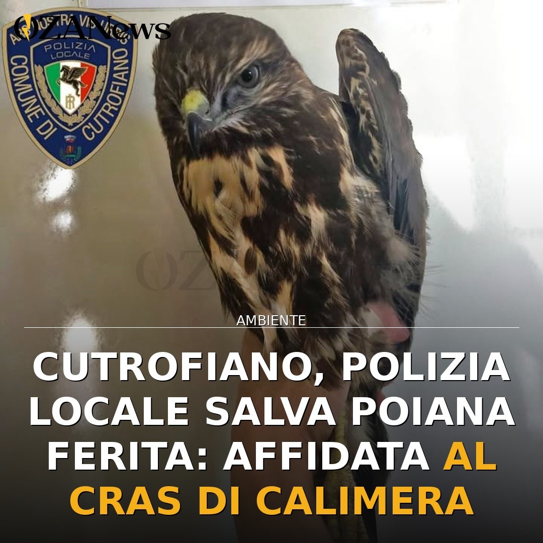 Cutrofiano, Polizia Locale salva poiana ferita: affidata al CRAS di Calimera