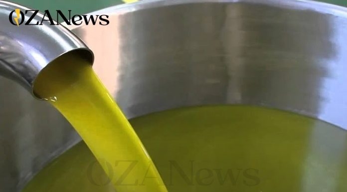 Puglia, crisi olio: esposto anti-frodi a Lollobrigida e Procure