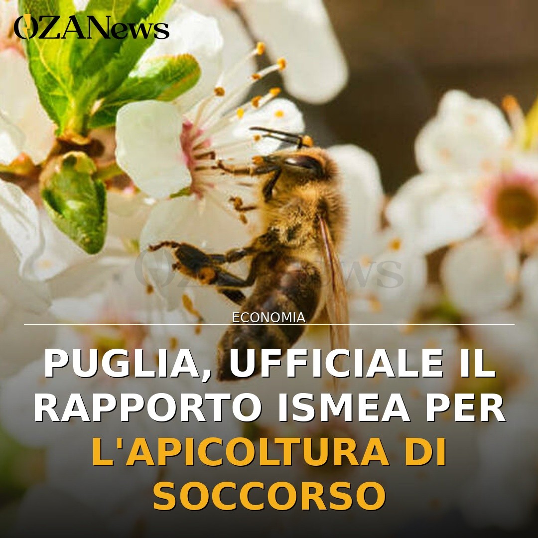 Puglia, ufficiale il rapporto ISMEA per l’apicoltura di soccorso