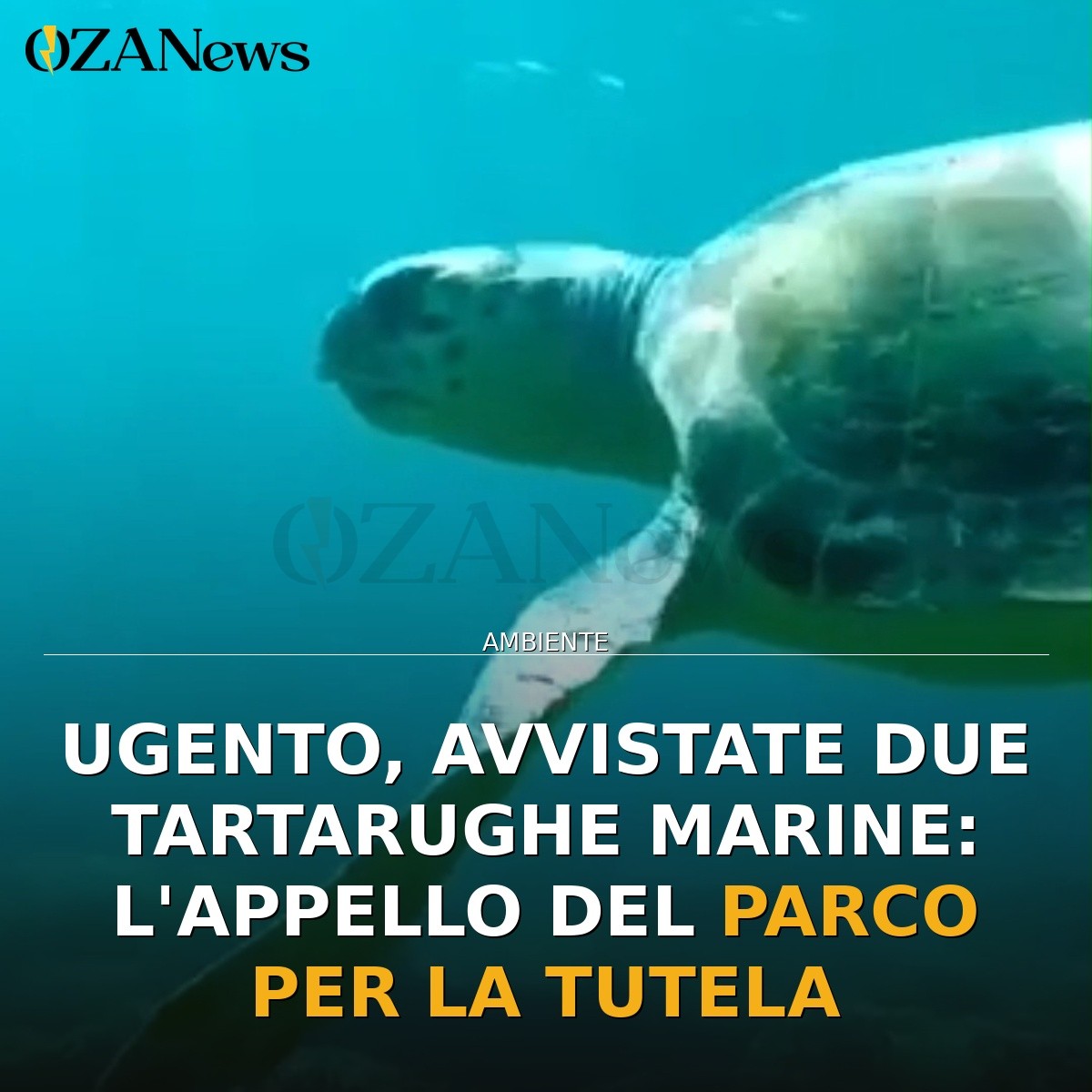 Ugento, avvistate due tartarughe marine: l’appello del Parco per la tutela