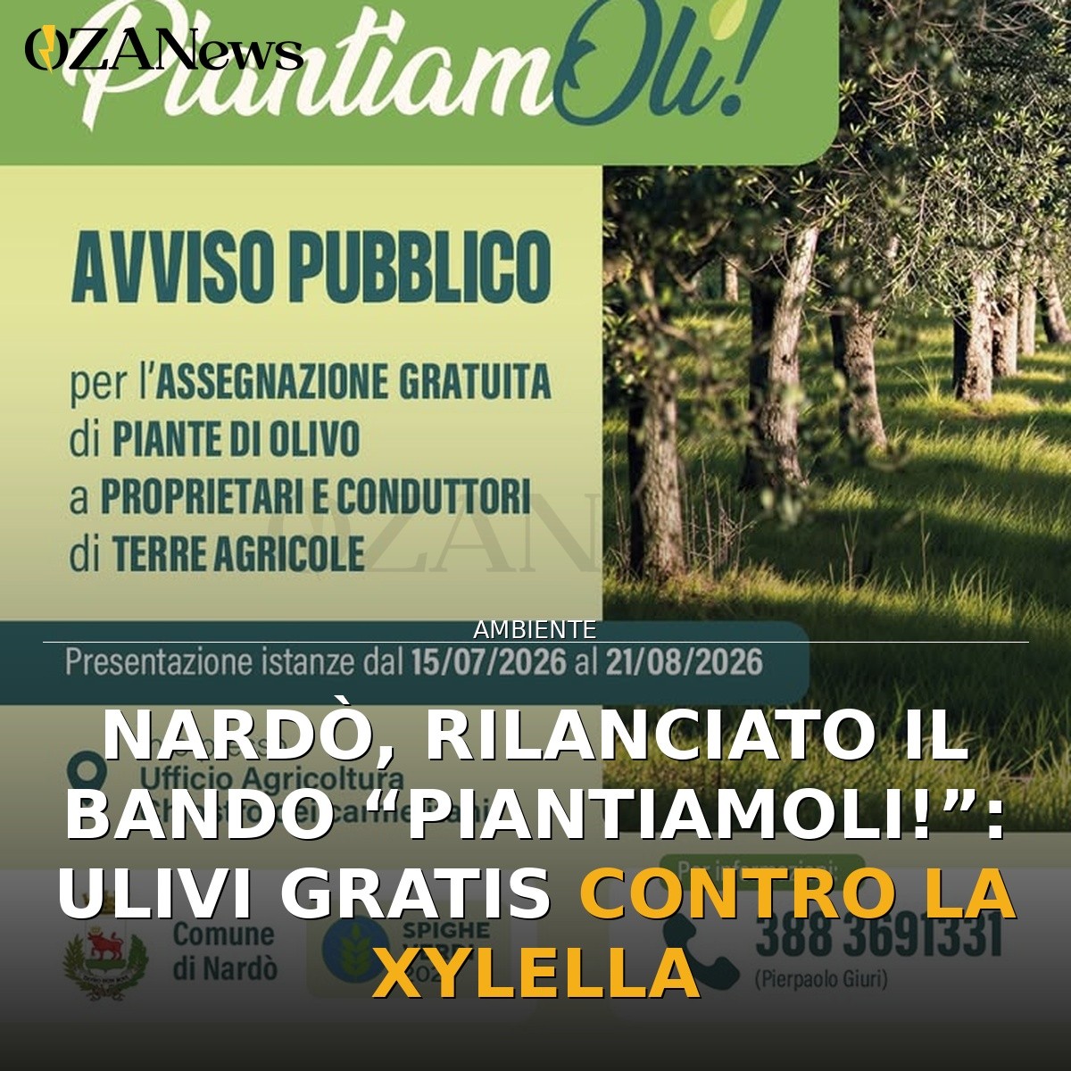 Nardò, rilanciato il bando “PiantiamOli!”: ulivi gratis contro la Xylella