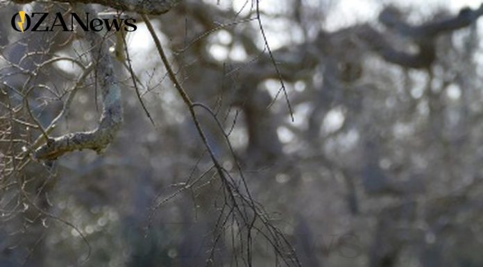 Puglia, aiuti per gli ulivi: esecutivo il 27° provvedimento di concessione