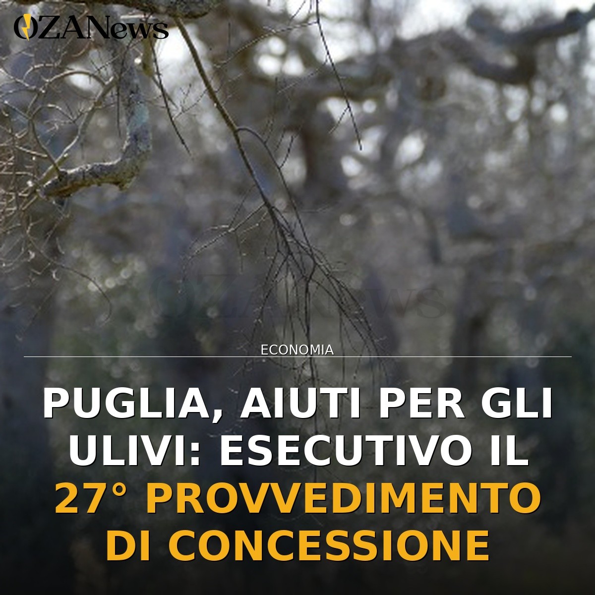 Puglia, aiuti per gli ulivi: esecutivo il 27° provvedimento di concessione
