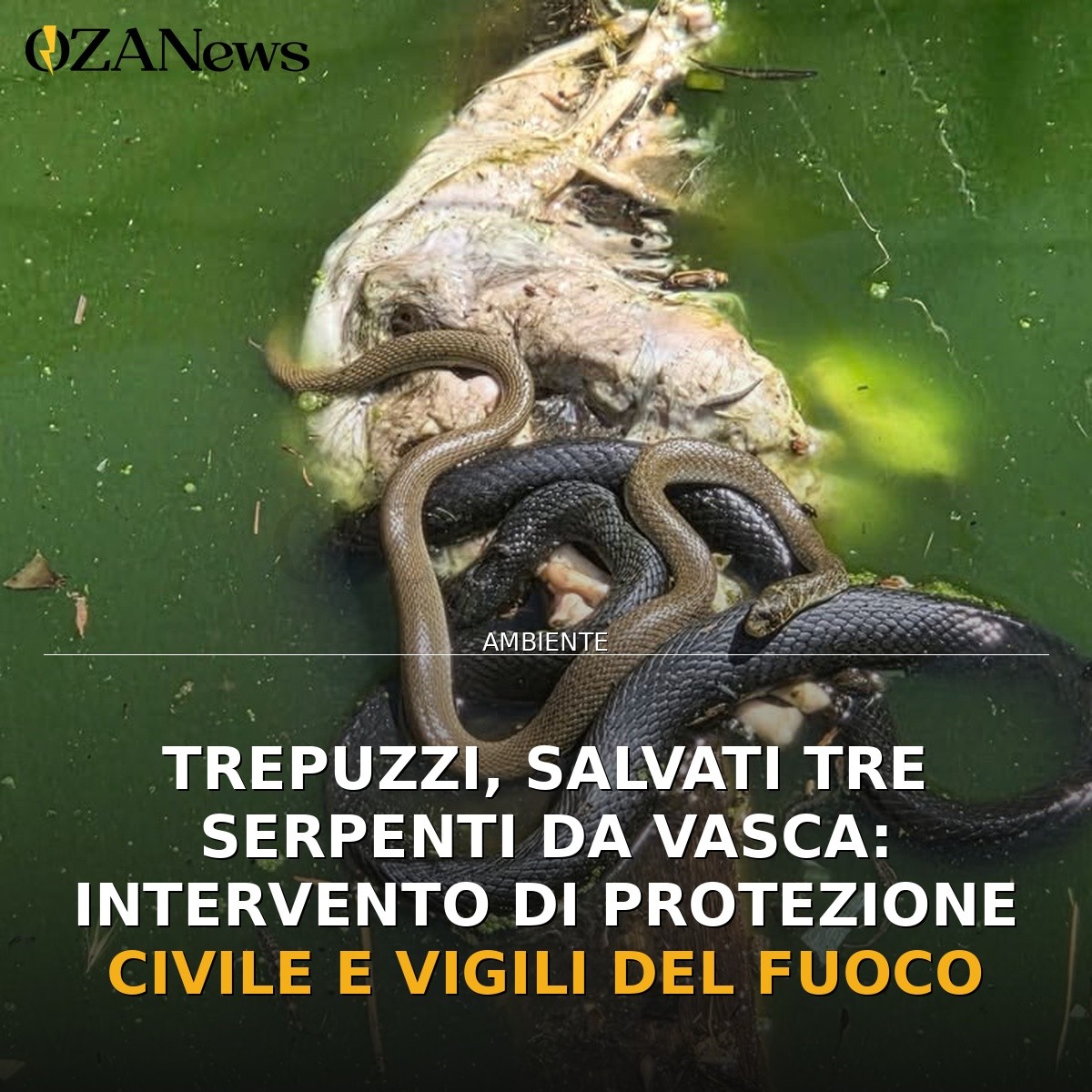 Trepuzzi, salvati tre serpenti da vasca: intervento di Protezione Civile e Vigili del Fuoco
