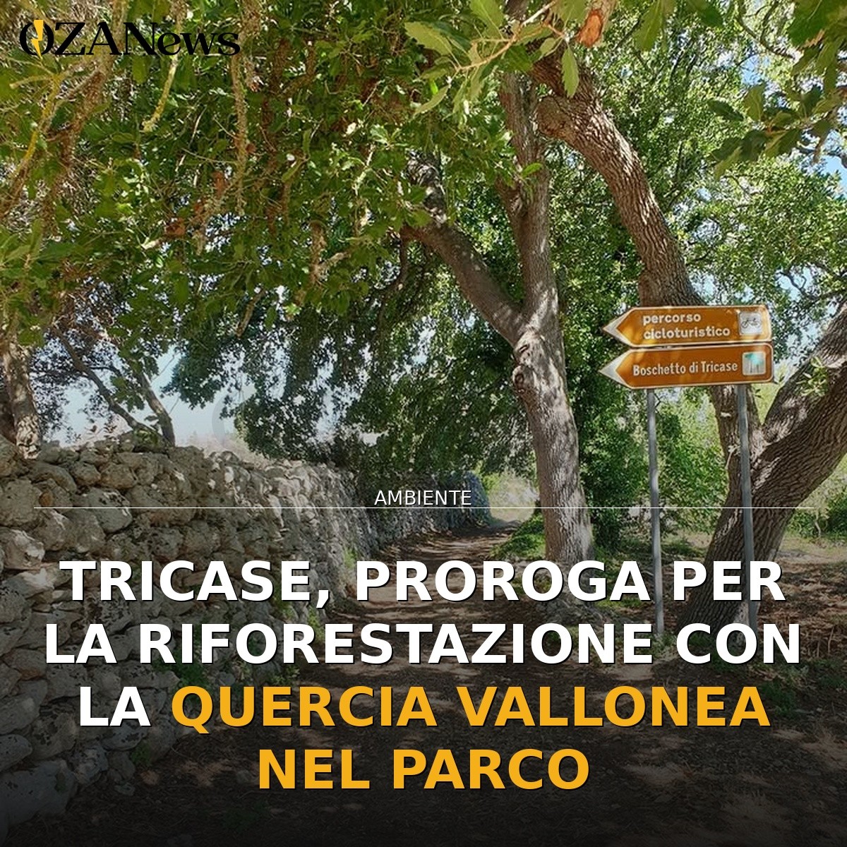 Tricase, proroga per la riforestazione con la Quercia Vallonea nel Parco