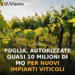 Puglia, autorizzate quasi 10 milioni di mq per nuovi impianti viticoli