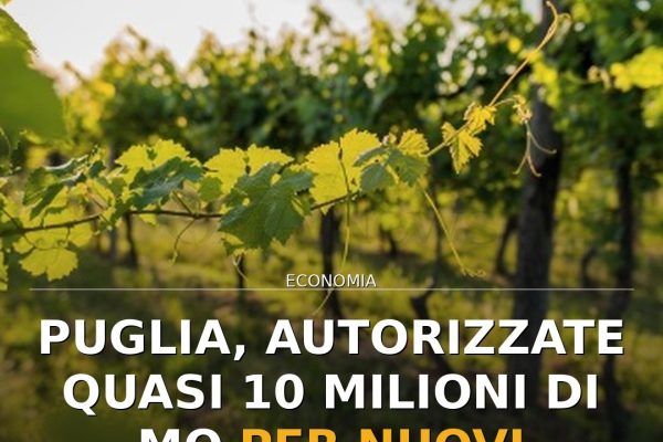 Puglia, autorizzate quasi 10 milioni di mq per nuovi impianti viticoli