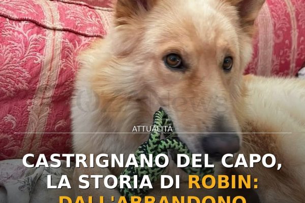 Castrignano del Capo, la storia di Robin: dall’abbandono all’adozione