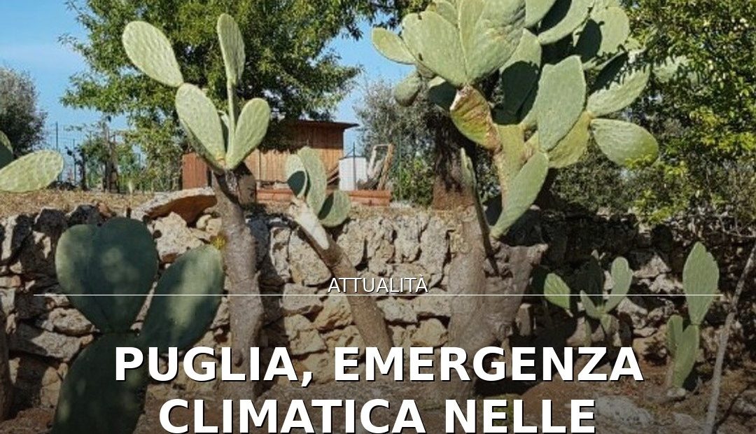 Foto di copertina: Puglia, emergenza climatica nelle campagne: Coldiretti denuncia costi e siccità - Puglia