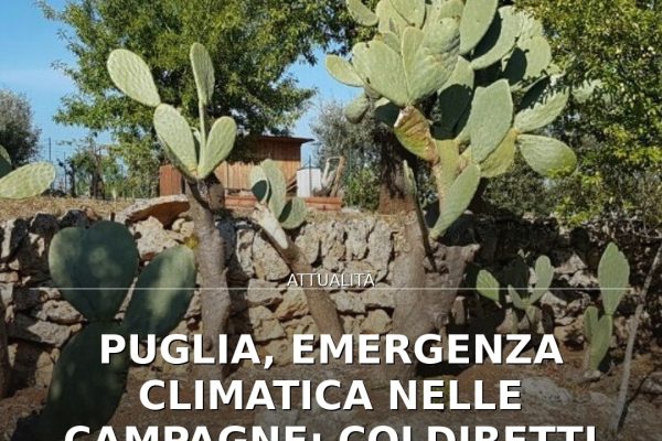 Puglia, emergenza climatica nelle campagne: Coldiretti denuncia costi e siccità