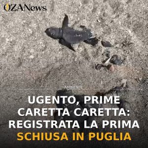 Ugento, prime Caretta Caretta: registrata la prima schiusa in Puglia