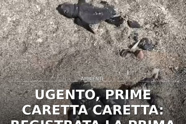 Ugento, prime Caretta Caretta: registrata la prima schiusa in Puglia