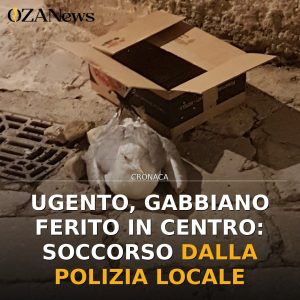 Ugento, gabbiano ferito in centro: soccorso dalla Polizia Locale