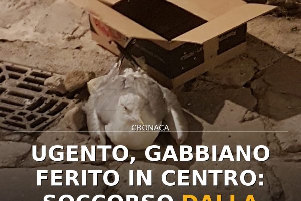 Ugento, gabbiano ferito in centro: soccorso dalla Polizia Locale
