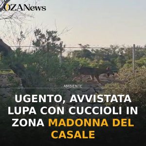 Ugento, avvistata lupa con cuccioli in zona Madonna del Casale