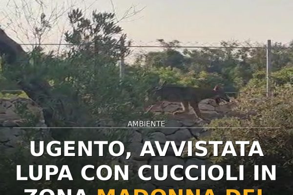 Ugento, avvistata lupa con cuccioli in zona Madonna del Casale