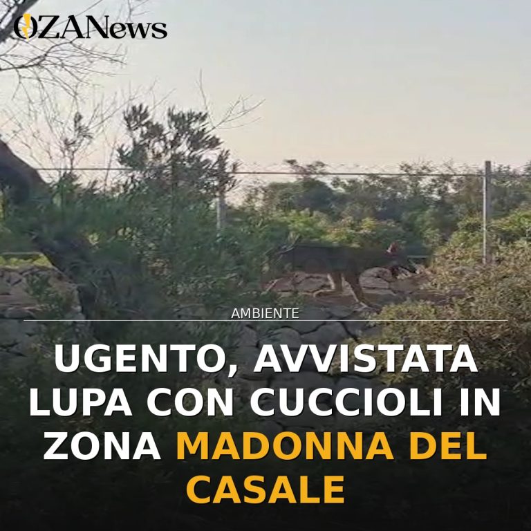 Ugento, avvistata lupa con cuccioli in zona Madonna del Casale