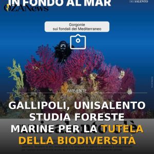 Gallipoli, UniSalento studia foreste marine per la tutela della biodiversità
