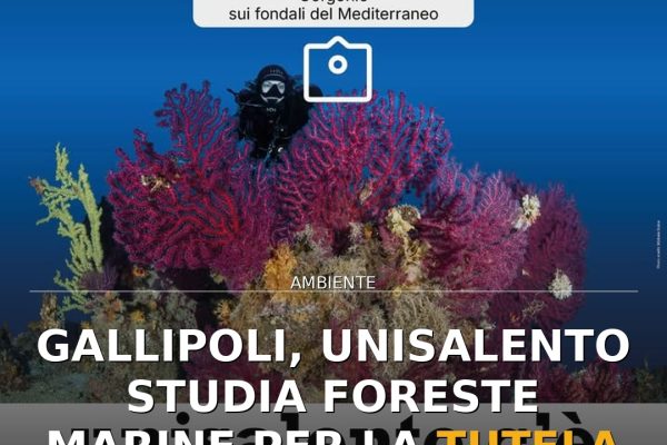 Gallipoli, UniSalento studia foreste marine per la tutela della biodiversità