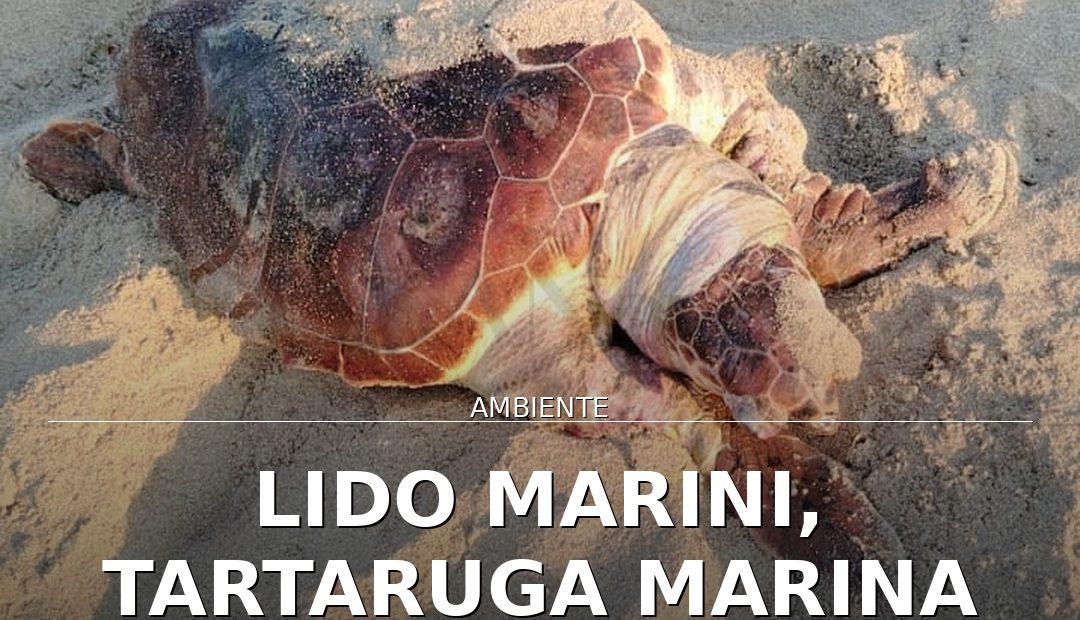 Anteprima di: Lido Marini, tartaruga marina morta trovata a Punta Cannone