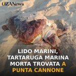 Anteprima di: Lido Marini, tartaruga marina morta trovata a Punta Cannone
