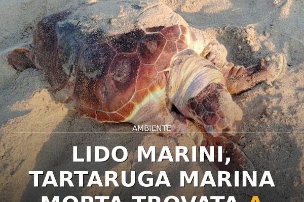 Lido Marini, tartaruga marina morta trovata a Punta Cannone
