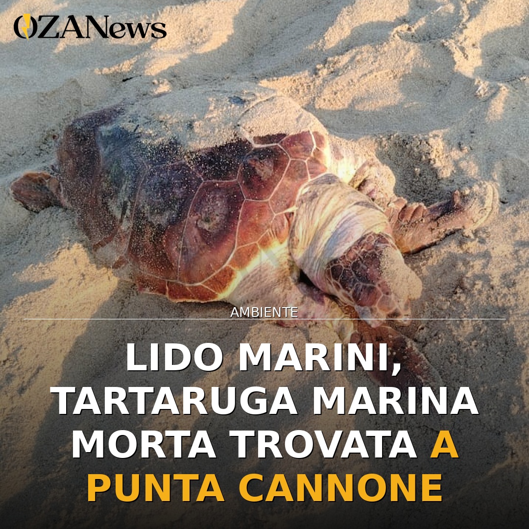 Lido Marini, tartaruga marina morta trovata a Punta Cannone