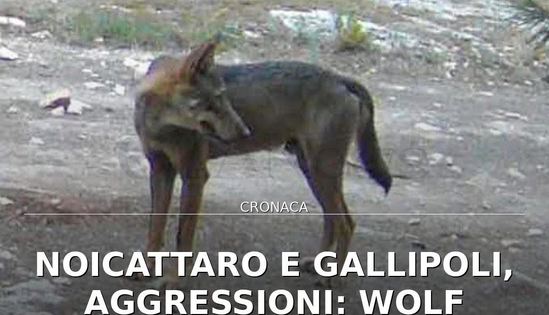Anteprima di: Noicattaro e Gallipoli, aggressioni: Wolf Puglia, «Nessuna certezza sui lupi»