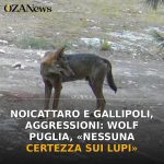 Anteprima di: Noicattaro e Gallipoli, aggressioni: Wolf Puglia, «Nessuna certezza sui lupi»