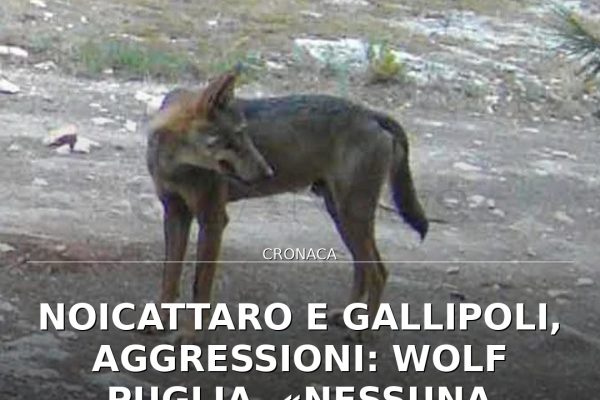 Noicattaro e Gallipoli, aggressioni: Wolf Puglia, «Nessuna certezza sui lupi»