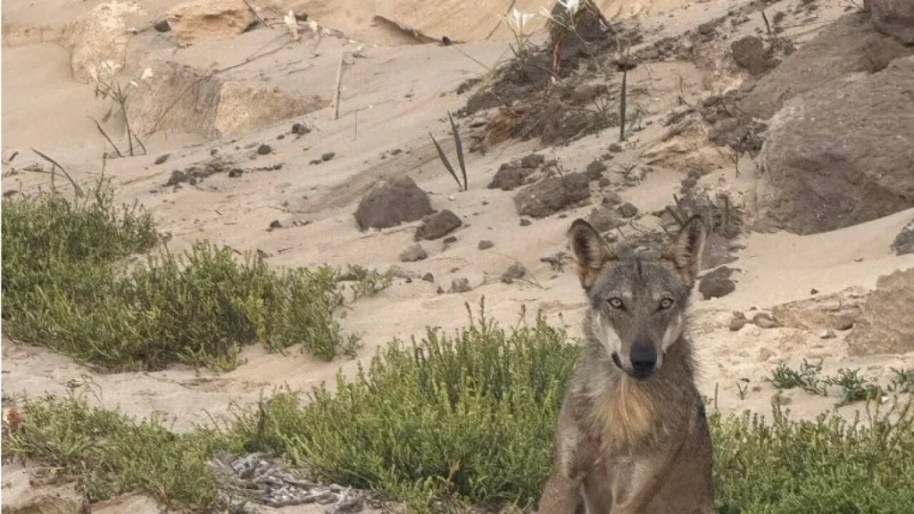 Dettaglio 1: Torre Guaceto, avvistamenti di lupi: Consorzio rassicura sulla convivenza