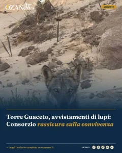 Torre Guaceto, avvistamenti di lupi: Consorzio rassicura sulla convivenza