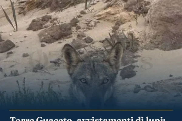 Torre Guaceto, avvistamenti di lupi: Consorzio rassicura sulla convivenza