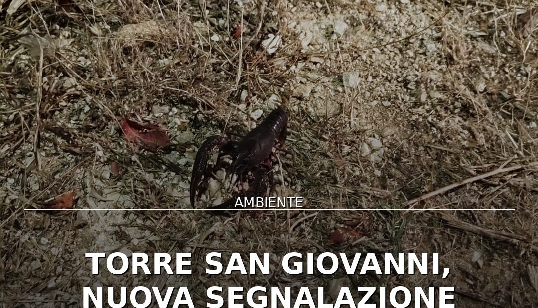 Anteprima di: Torre San Giovanni, nuova segnalazione gambero killer: allarme nei bacini di Ugento