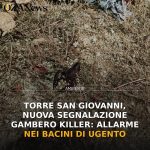 Anteprima di: Torre San Giovanni, nuova segnalazione gambero killer: allarme nei bacini di Ugento