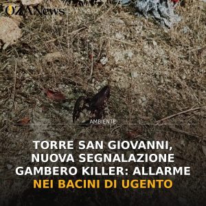 Torre San Giovanni, nuova segnalazione gambero killer: allarme nei bacini di Ugento