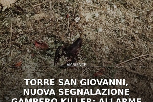 Torre San Giovanni, nuova segnalazione gambero killer: allarme nei bacini di Ugento