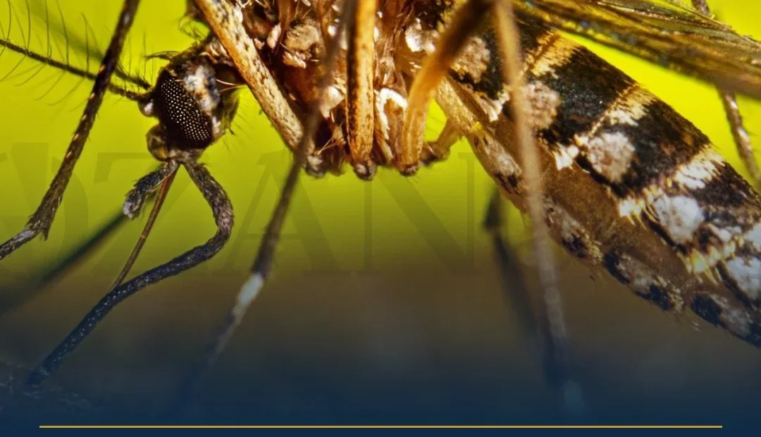 Anteprima di: Ugento, allerta Dengue: due casi autoctoni nel Salento, scatta la disinfestazione