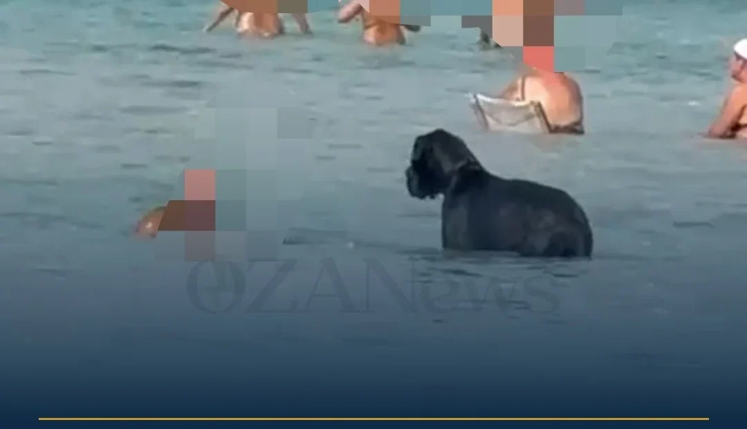 Anteprima di: Ugento, controlli in spiaggia: turista multato per alano senza guinzaglio