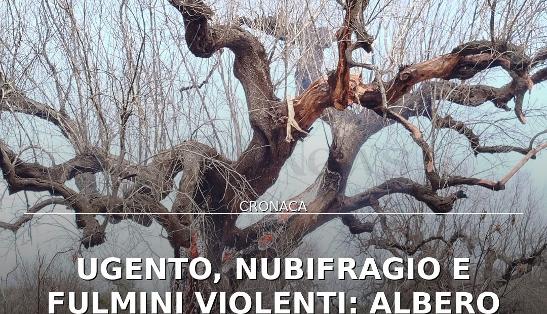 Anteprima di: Ugento, nubifragio e fulmini violenti: albero prende fuoco in zona Madonna del Casale