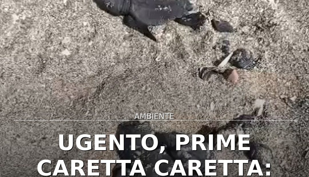 Foto di copertina: Ugento, prime Caretta Caretta: registrata la prima schiusa in Puglia - Puglia