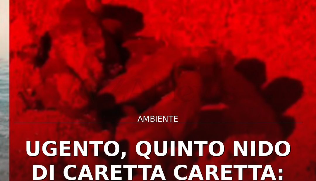 Anteprima di: Ugento, quinto nido di Caretta caretta: 76 tartarughe verso il mare