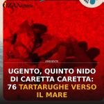 Anteprima di: Ugento, quinto nido di Caretta caretta: 76 tartarughe verso il mare
