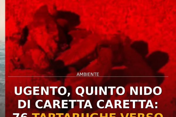 Ugento, quinto nido di Caretta caretta: 76 tartarughe verso il mare