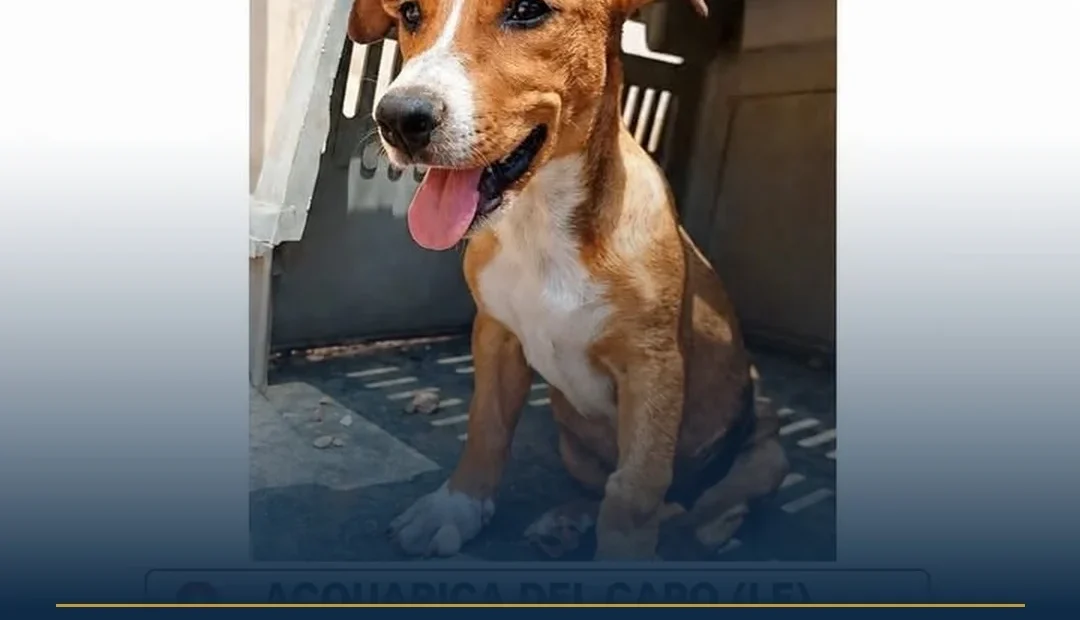 Anteprima di: Acquarica del Capo, appello per Kikka: cucciola smarrita cerca aiuto