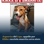 Anteprima di: Acquarica del Capo, appello per Kikka: cucciola smarrita cerca aiuto